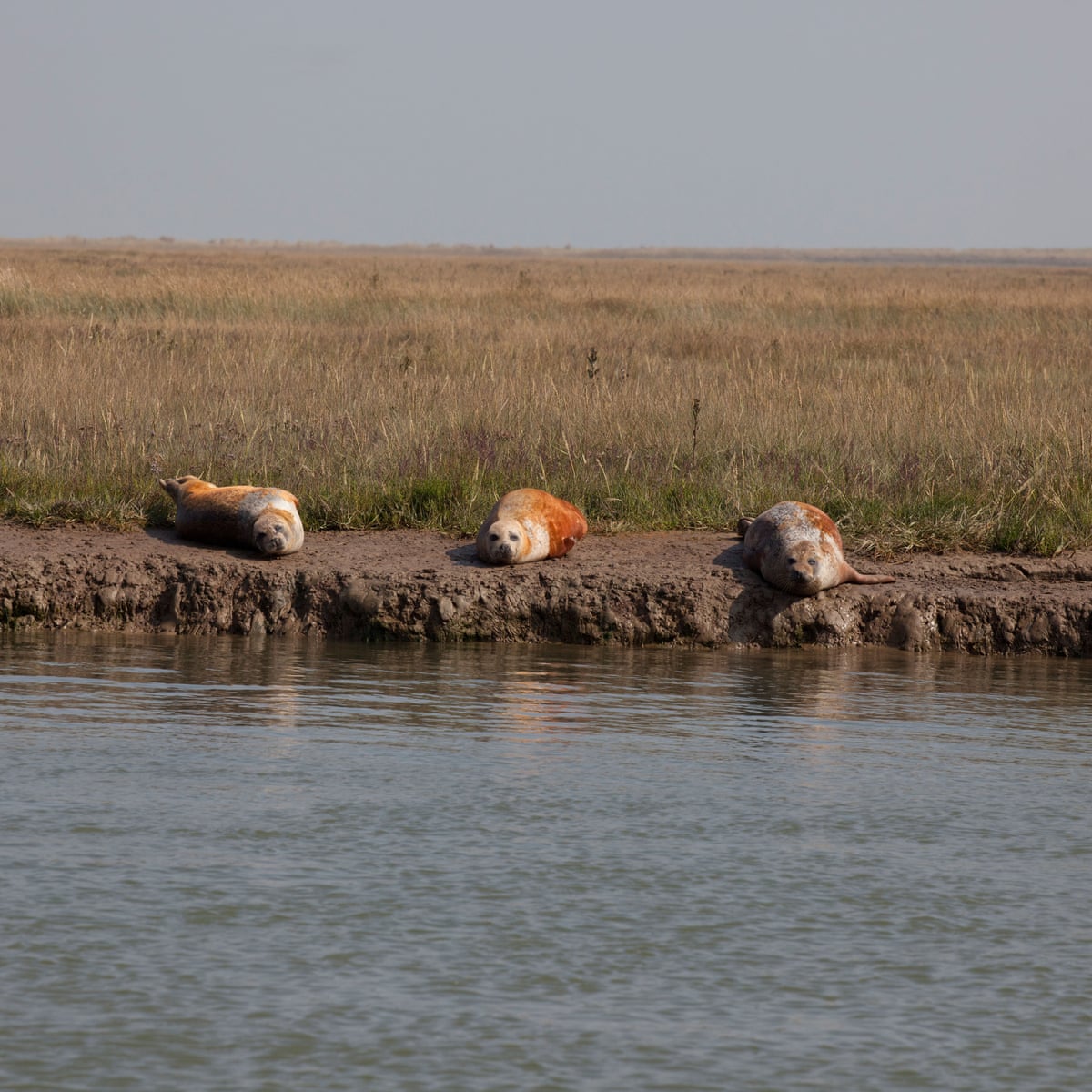 We must protect our natural habitats before they disappear