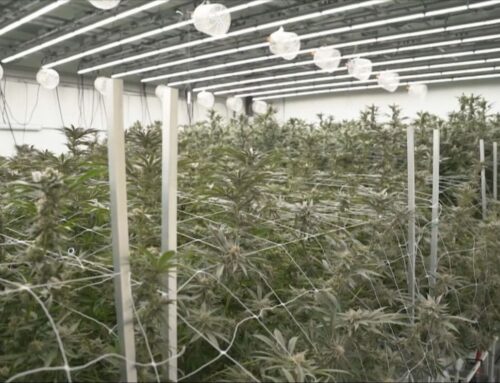 How dispensaries, customers are adapting to Ohio’s new cannabis rules