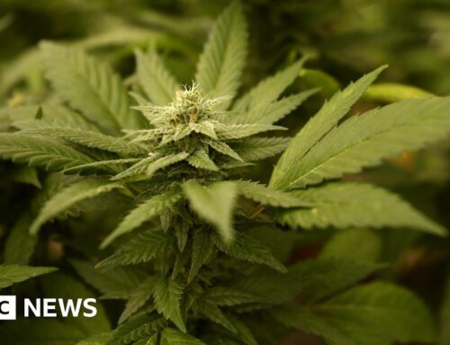 Man charged after police find £500k cannabis farm