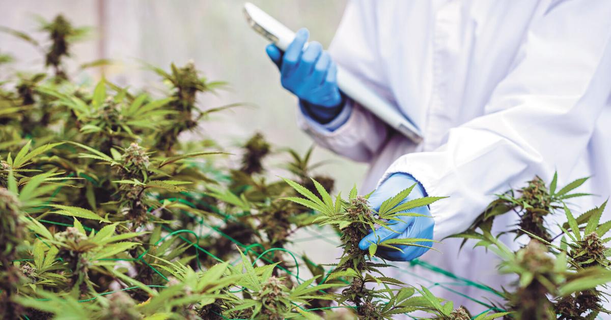 WSU and UW researchers will share cannabis research in Pullman