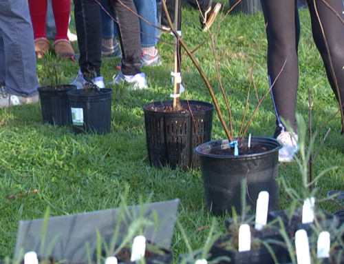 UPDATE: Locals receive over 1,000 free trees and bushes through environmental program