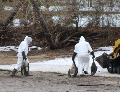 DEC: Dead Geese at Georgica Buried at Proper 3-Foot Depth