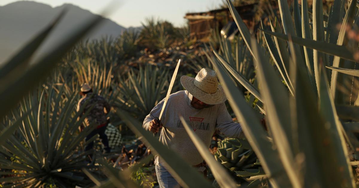 Mezcal’s popularity is booming in the US. That comes with a growing environmental cost in Mexico