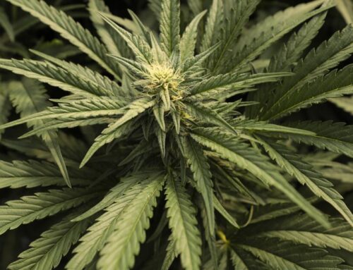 L.A. cannabis businesses owe $400 million. The city may get only  $30 million