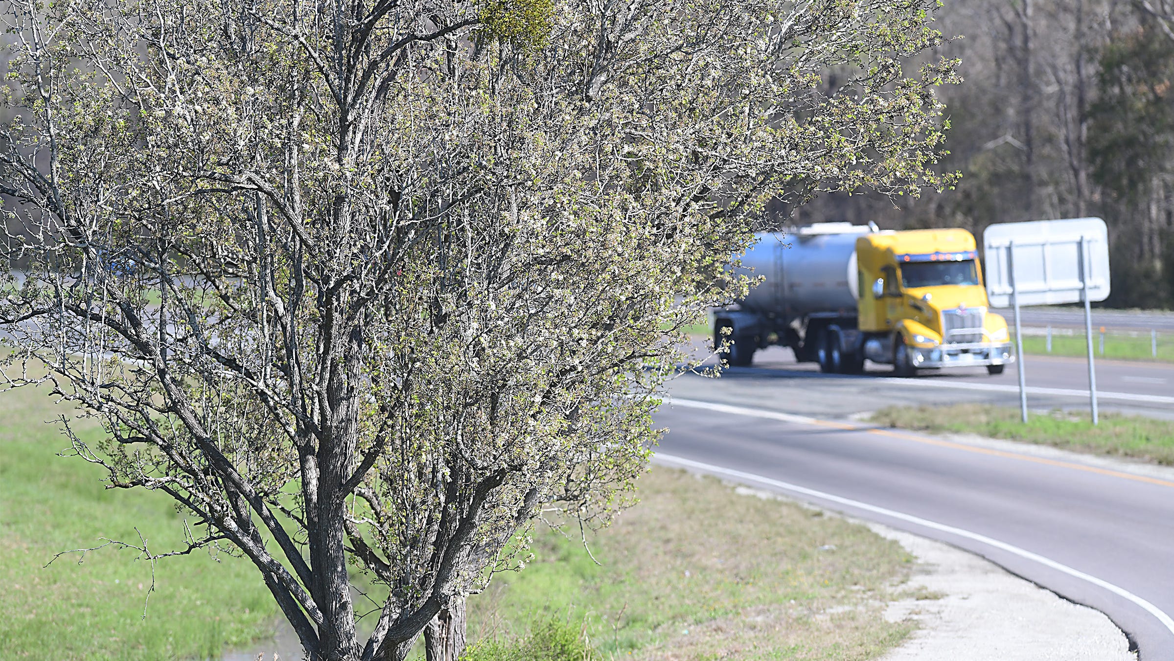 Why you shouldn’t plant these stinky trees in your North Carolina yard