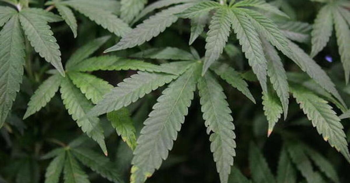 Firefighters are a step closer to being able to use medical cannabis