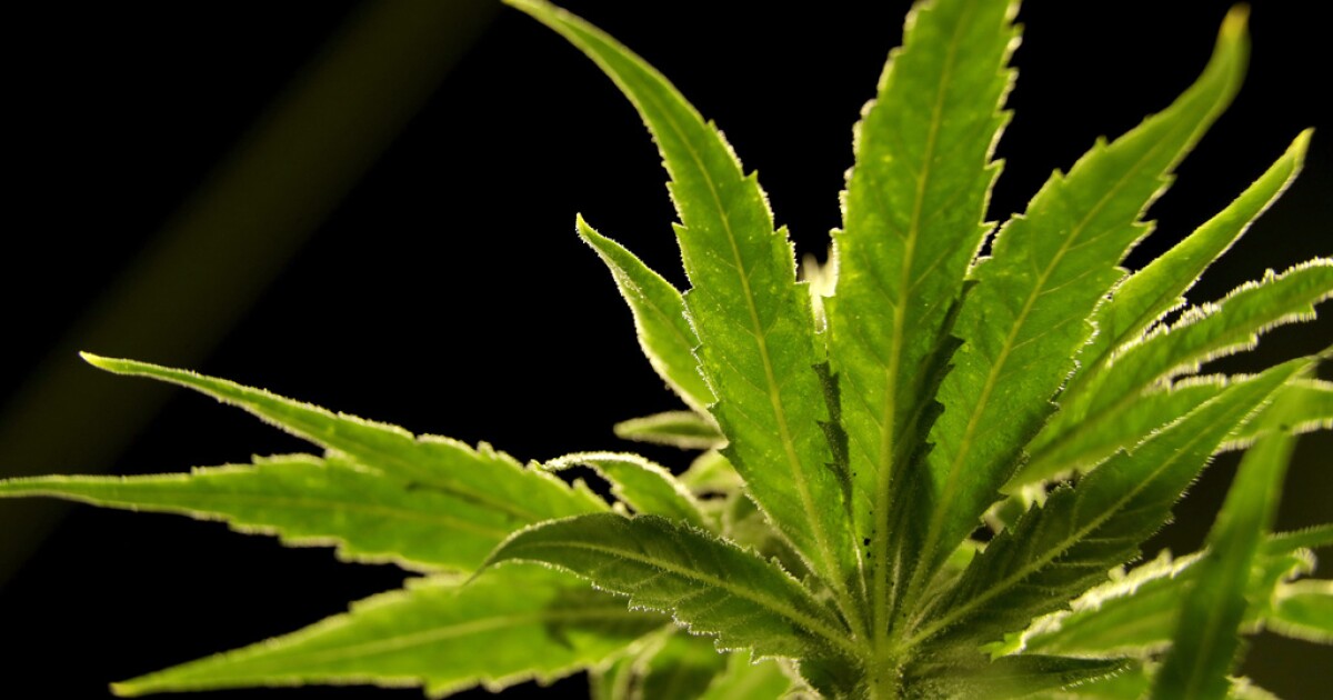 2026 Utah legislature on cannabis, psychedelics and kratom