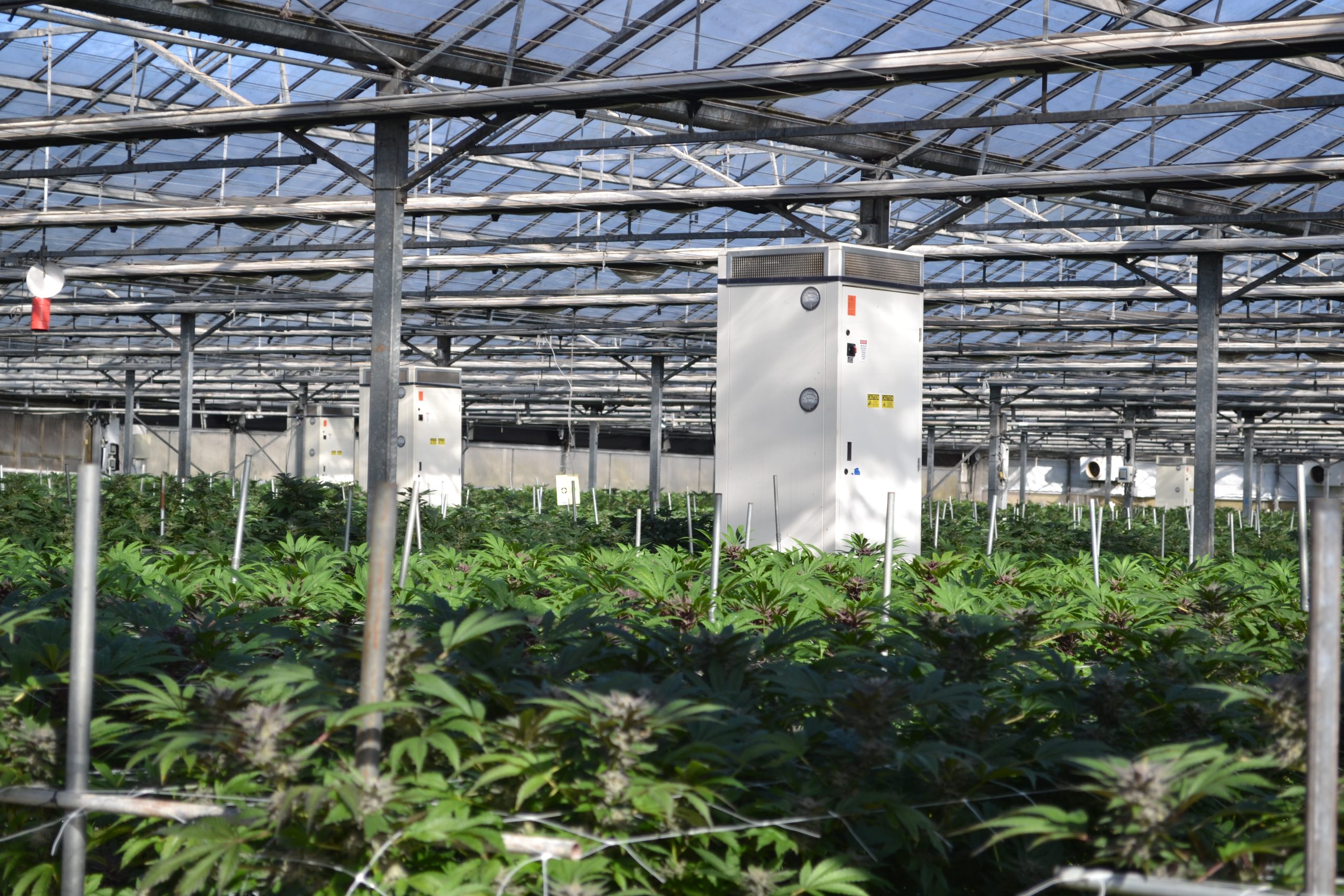 County May Give 7 Carpinteria Cannabis Farms More Time to Install Scrubbers