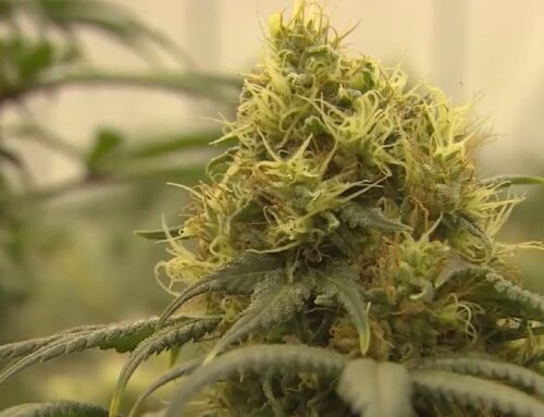 Push for legal cannabis returns to Tennessee legislature with home-grow proposal