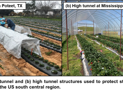 What is the potential of controlled environment strawberry production within the CSouth central United States?