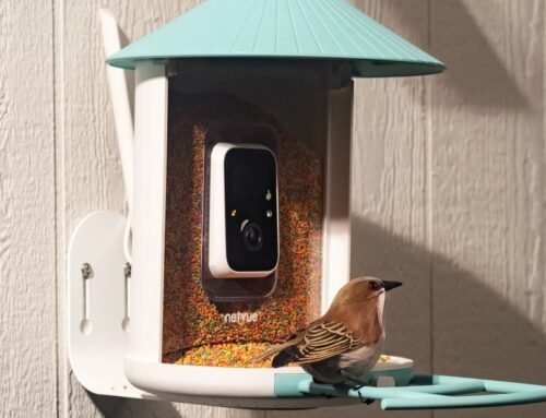 Amazon’s Big Spring Sale is a great time to get a fancy, AI-powered bird feeder