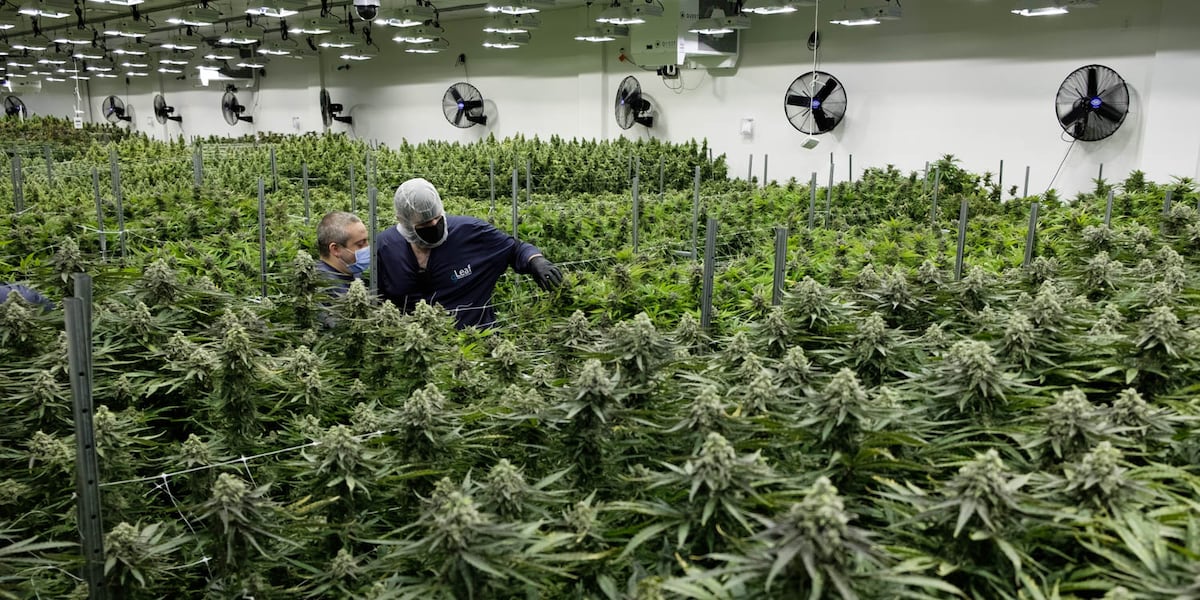 Lakewood adding another cannabis dispensary