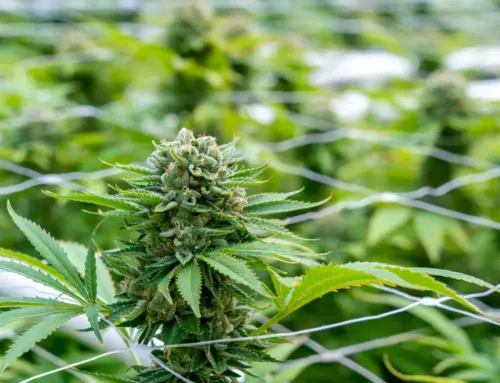 Anti-cannabis ballot measure lacks support in Massachusetts, poll shows (Newsletter: March 4, 2026)