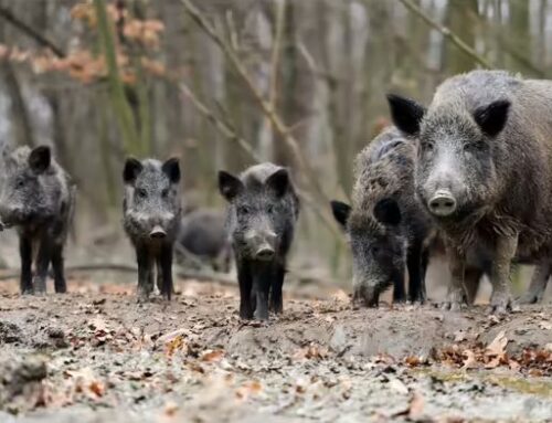 Wily and Wild Animal Invaders Webinar Explores Environmental Impact of Invasive Wildlife