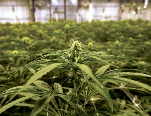 Opinion | Too many people are engaging in risky behavior with marijuana