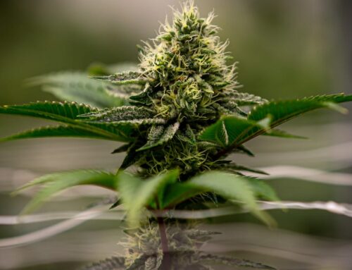 New cannabis dispensary approved by Springfield City Council