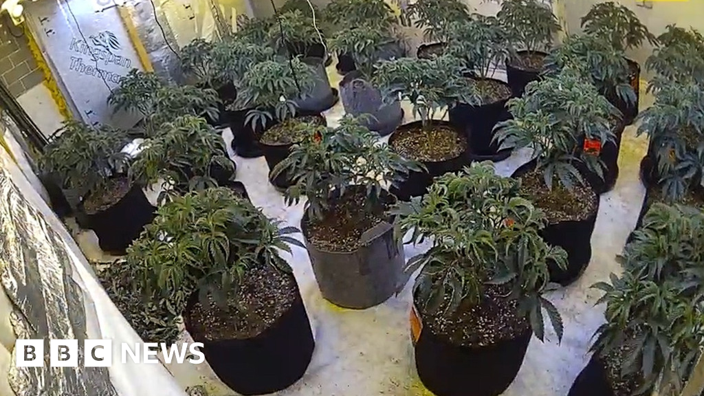 Arrest as police seize 211 cannabis plants in Southend drugs raid