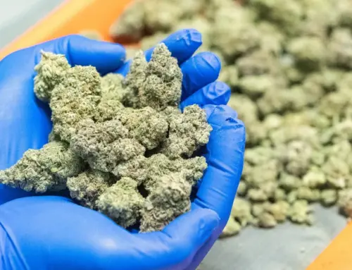 Ten doctors have prescribed half of all cannabis drugs