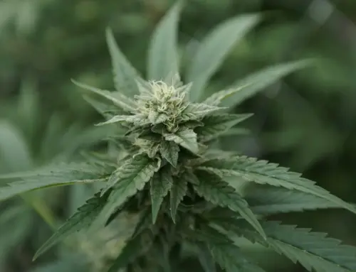 Bills on cannabis use in hospitals advance in several states (Newsletter: March 2, 2026)