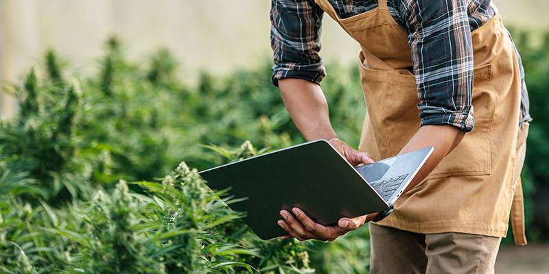 Cannabis MSO Vireo Growth’s aggressive strategy paying off