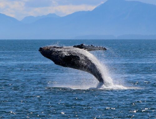 Bitcoin Whale Selling Cools as $60K Support Looms