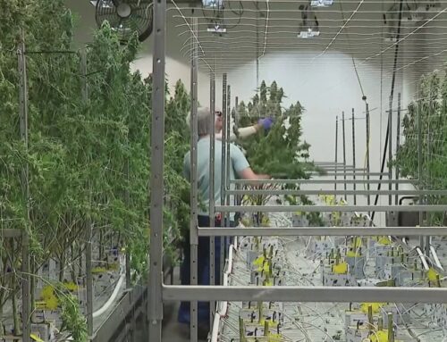 Confusion over Ohio cannabis law continues after judge temporarily blocks parts of SB 56