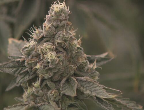 Bowser introduces bill that allows medical cannabis shops to partner with local breweries