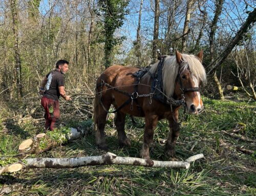 Country diary: This is heavy work for heavy beasts