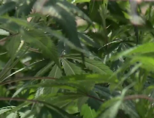 Medical cannabis grower in Jefferson Co. gets first sale