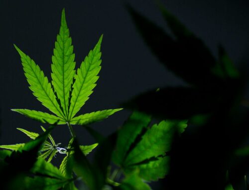 Is it legal to smoke weed in public in Arizona? What the law says