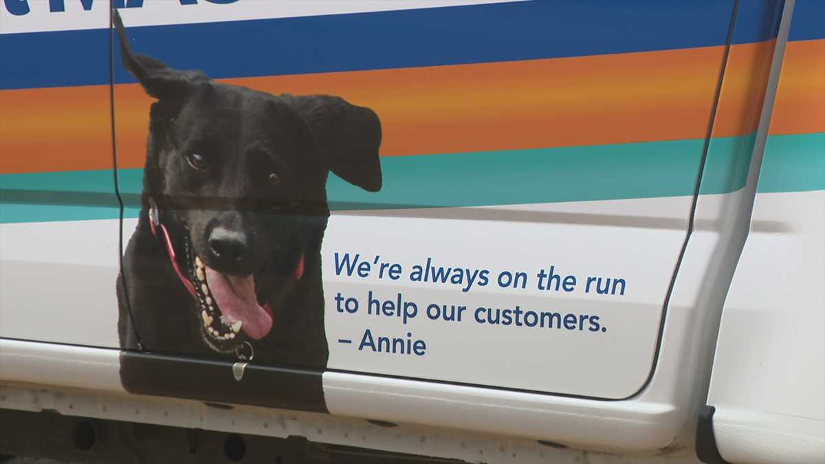 Environment Masters mourns Annie, the black Labrador face of its ads