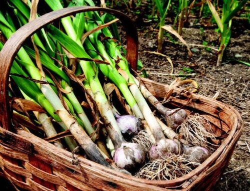 Community garden coming to Ellsworth this spring