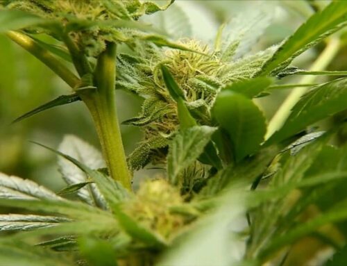 Man found with 150 pounds of cannabis on Northway in Clifton Park, State Police say