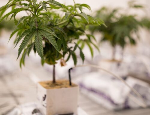 Poll shows Texans overwhelmingly support medical marijuana legalization