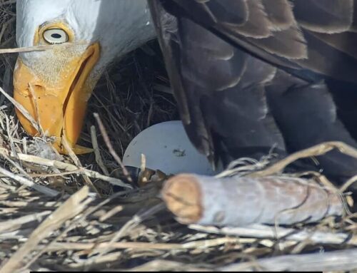 Pip pip hooray! One of Jackie and Shadow’s chicks is starting to break out of its shell