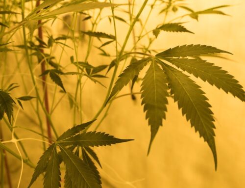 Missouri prepares to open unlimited marijuana research licenses