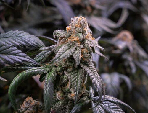 Waiting for new cannabis dispensaries in RI? The process just came to a halt.