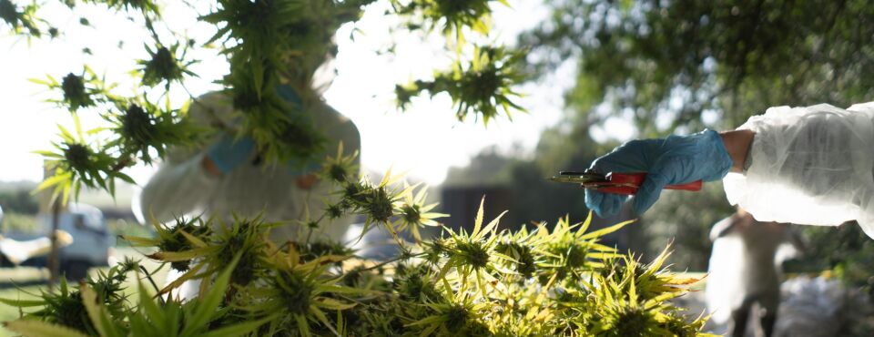 Cannabis Processing Workers Have Unionizing Rights, NLRB Says