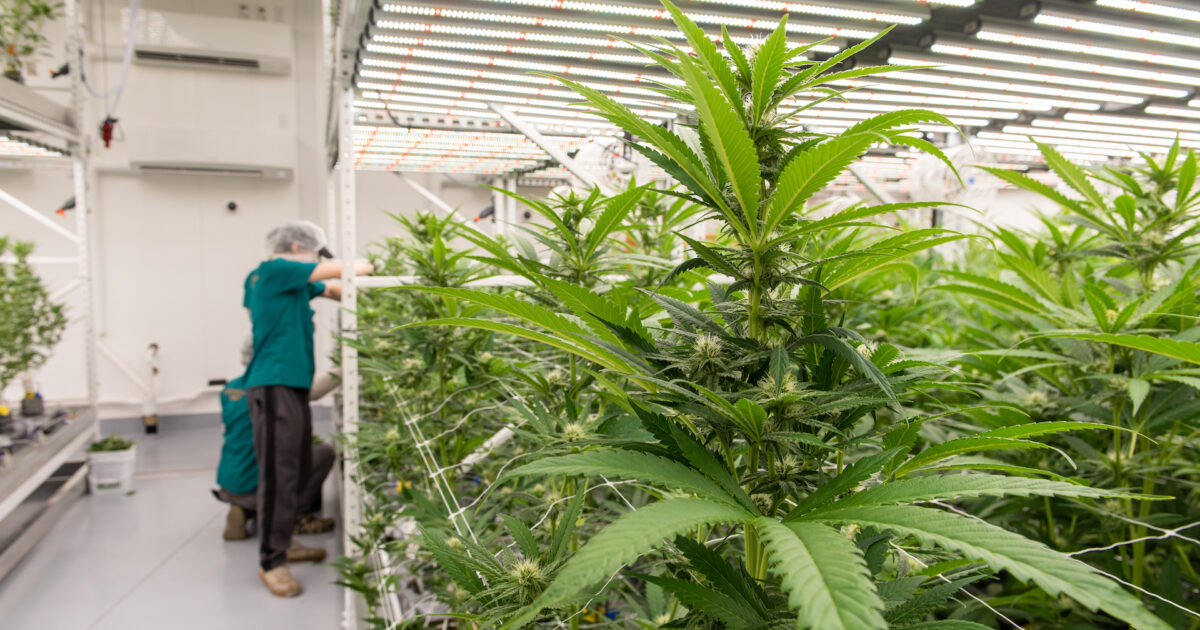 Healey Signs Law Legalizing Cannabis Delivery Statewide, Threatening…