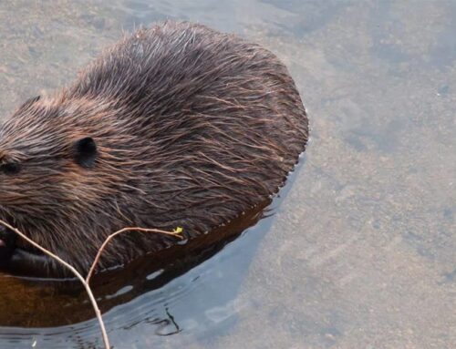 Environmental group plans to create beaver quarantine and relocation facility in Grand County