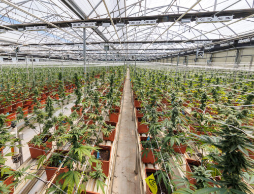 How Santa Cruz County cannabis businesses will benefit from recent reclassification of medical marijuana