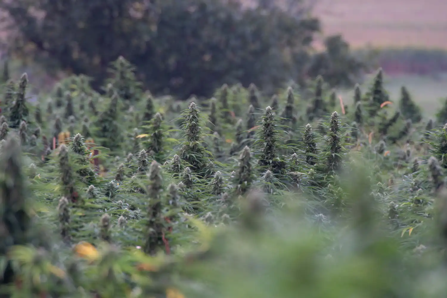 Trump ready to move on cannabis rescheduling (Newsletter: April 23, 2026)