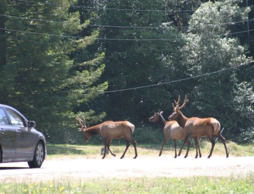 Virginia, Oregon, Pennsylvania take action to help animals survive, thrive