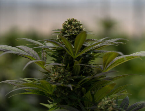 Lawsuit accuses Verano of exposing protected patient data on receipts