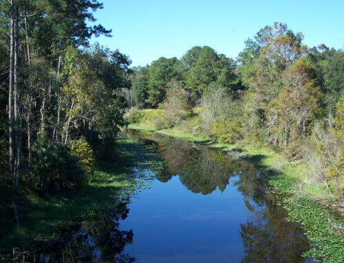 The Rodman dam hurts the environment and the local economy
