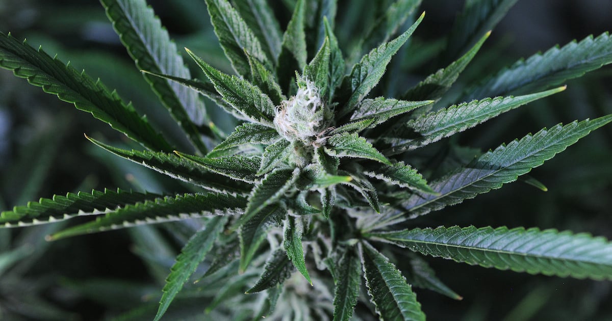 Opinion: Alaska build a responsible cannabis system. Now it’s at risk.