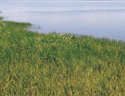 Great Bay estuary loses most of eelgrass vital to its ecosystem