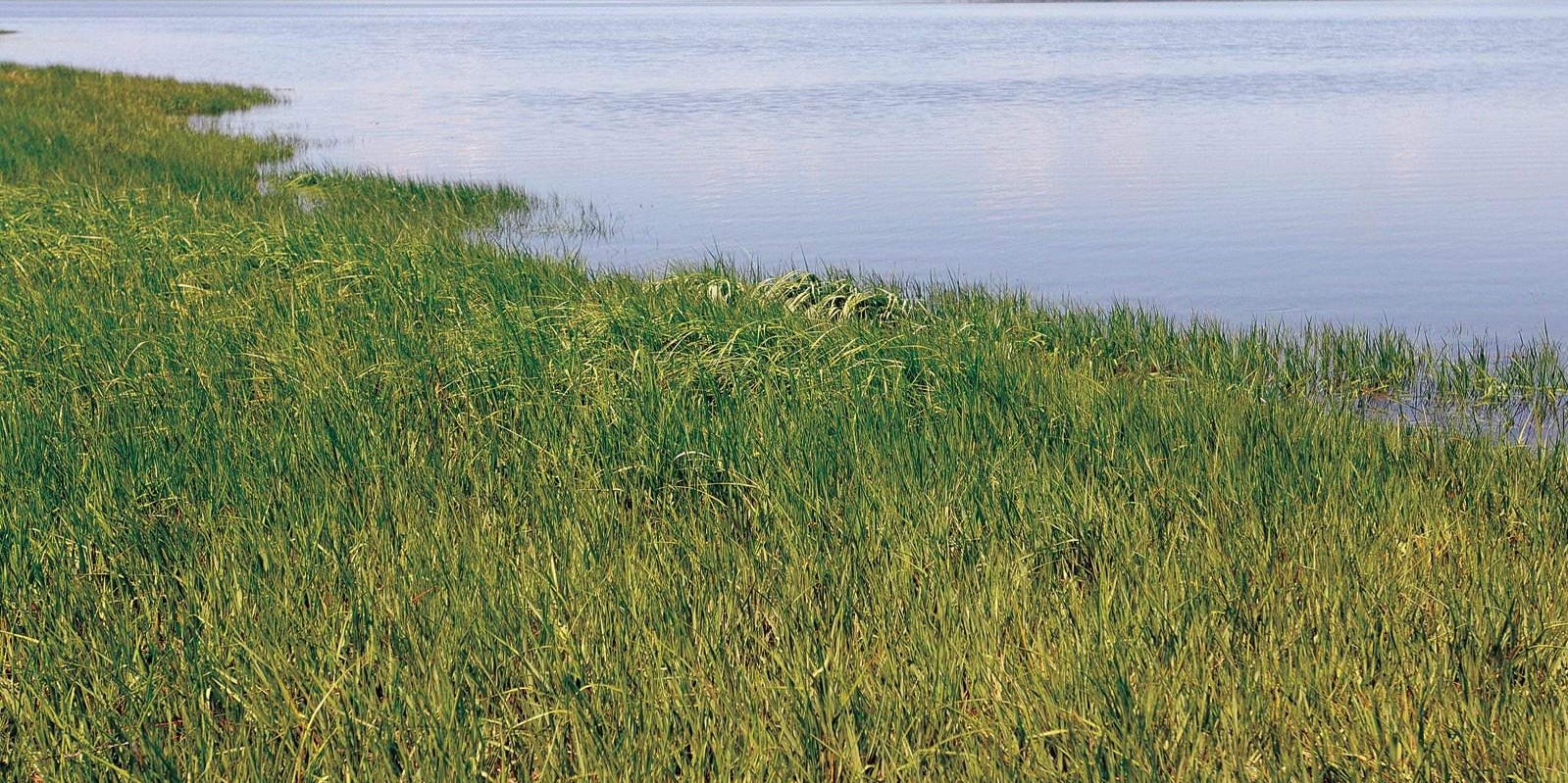 Great Bay estuary loses most of eelgrass vital to its ecosystem