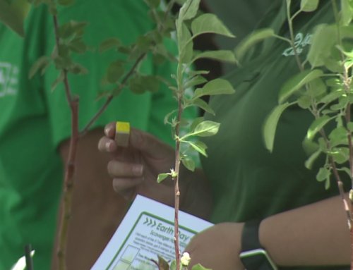 Earth Day Festival celebrates ways to protect the planet