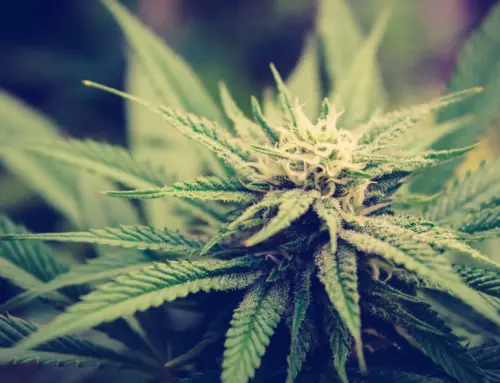 Trump pushes Congress for hemp & CBD reforms (Newsletter: April 27, 2026)